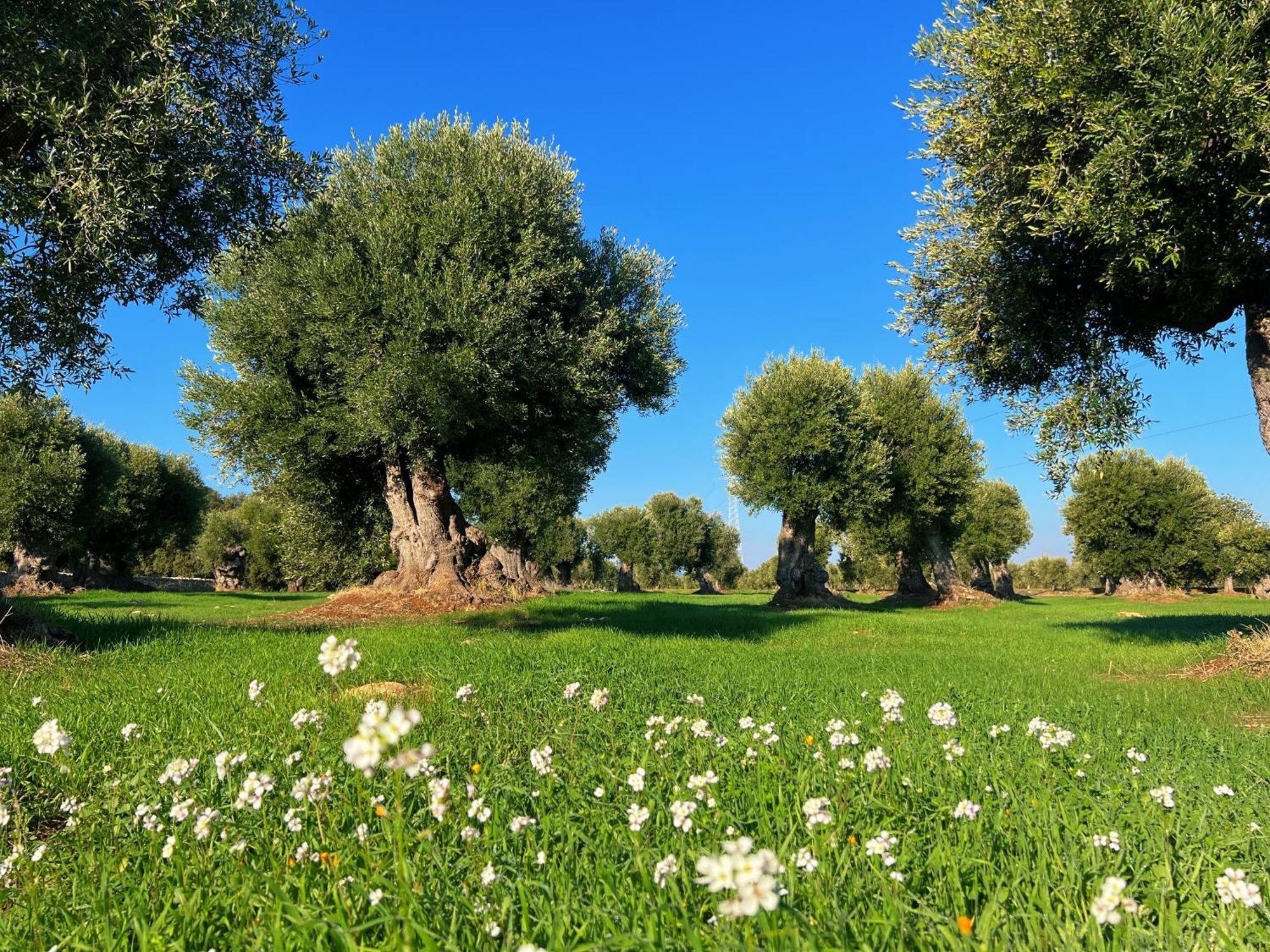 Minicasa Nella Natura, Con Piscina A Due Passi Ostuni Exterior photo